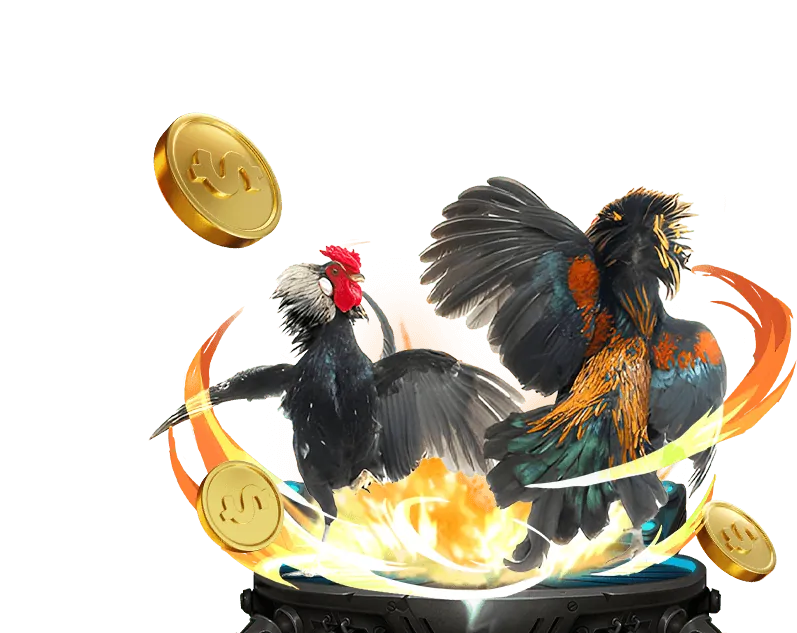 Hình ảnh minh họa các quy tắc đá gà Campuchia